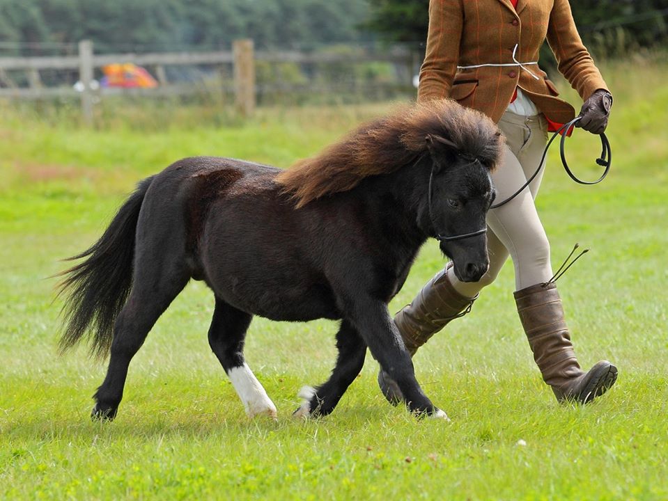 Shetland Pony